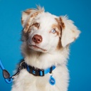 MEMOPET COLLAR