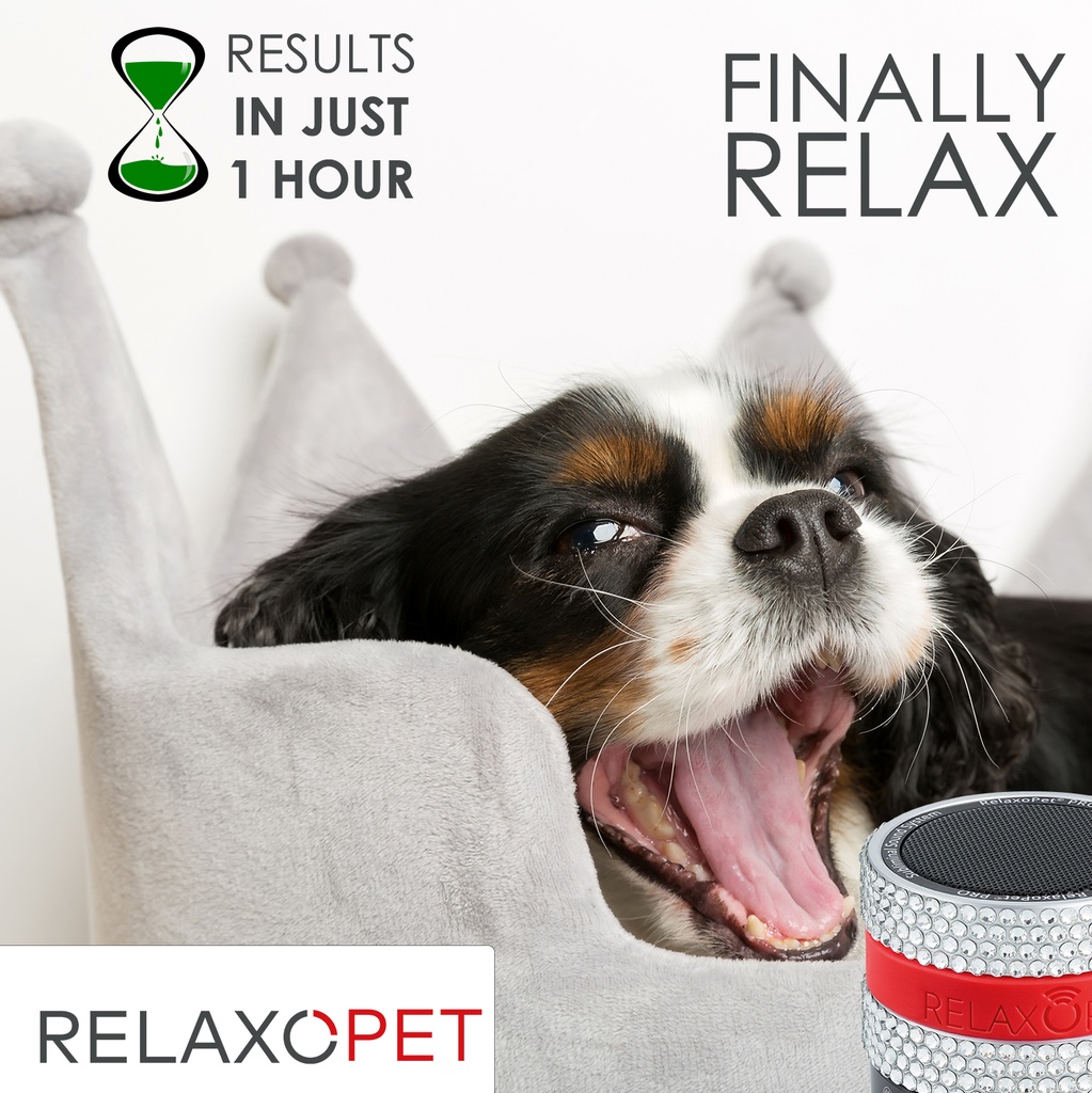 RelaxoPet PRO Glam Dog