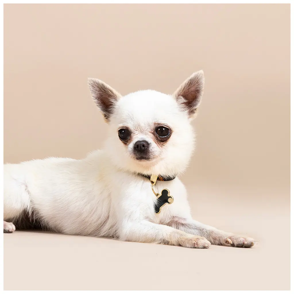 basic-handmade-small-black-satin-gold-bone-id-tag (2).webp