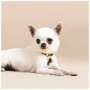 basic-handmade-small-black-satin-gold-bone-id-tag (2).webp