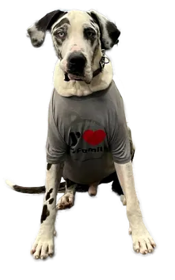 dog wearing #ilovemyfamilycanada tshirt