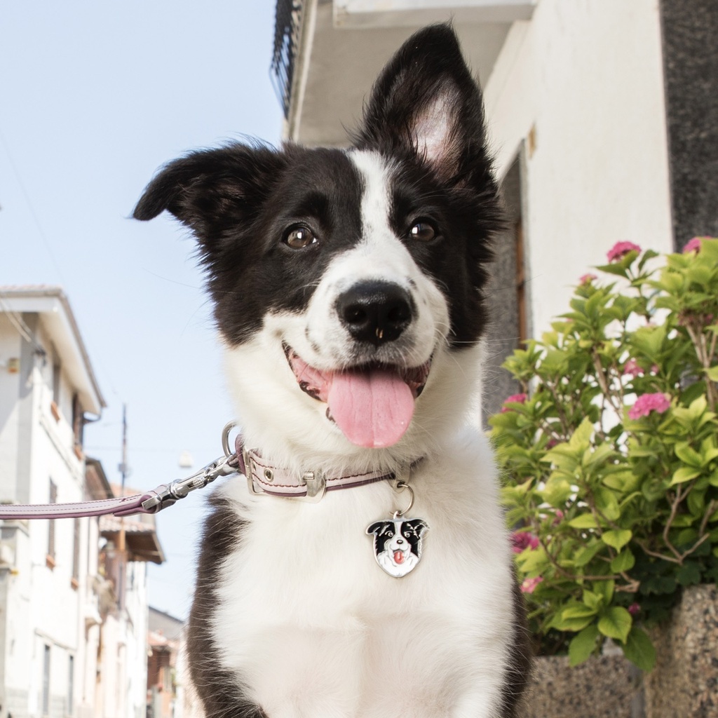 FIRENZE COLLAR